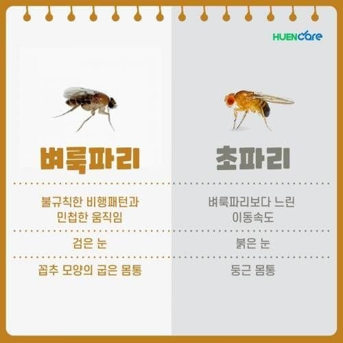 요즘 진짜 개빡치게 한다는 벌레