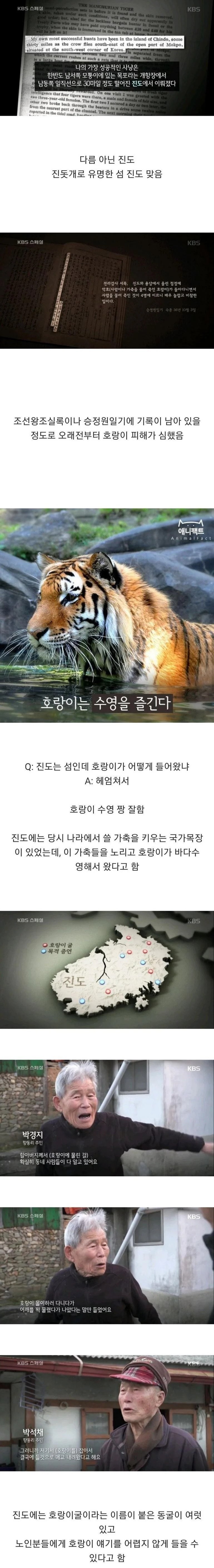의외로 호랑이가 자주 출몰했던 한반도 지역
