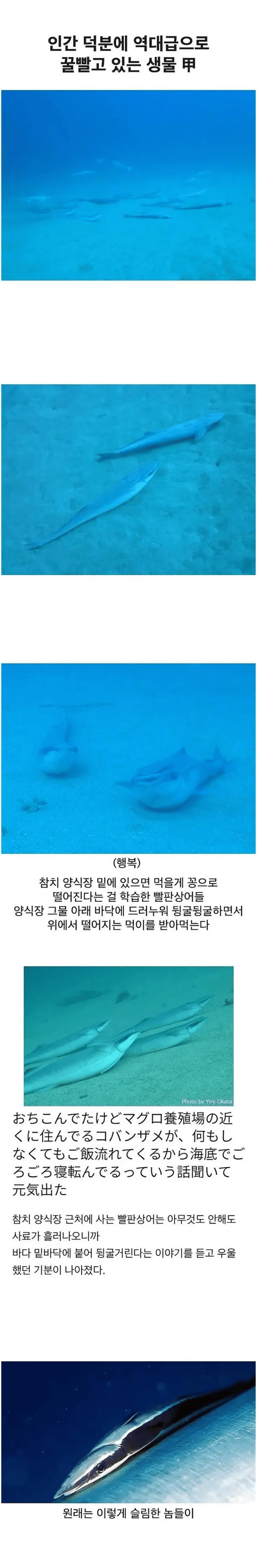 인간 덕분에 역대급으로 꿀 빨고 있는 생물 