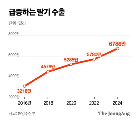 딸기 좋아하는 한국인들 큰일난 이유
