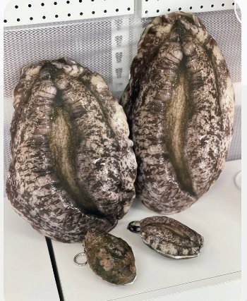 완도에 기부하면 주는 전복 쿠션-6