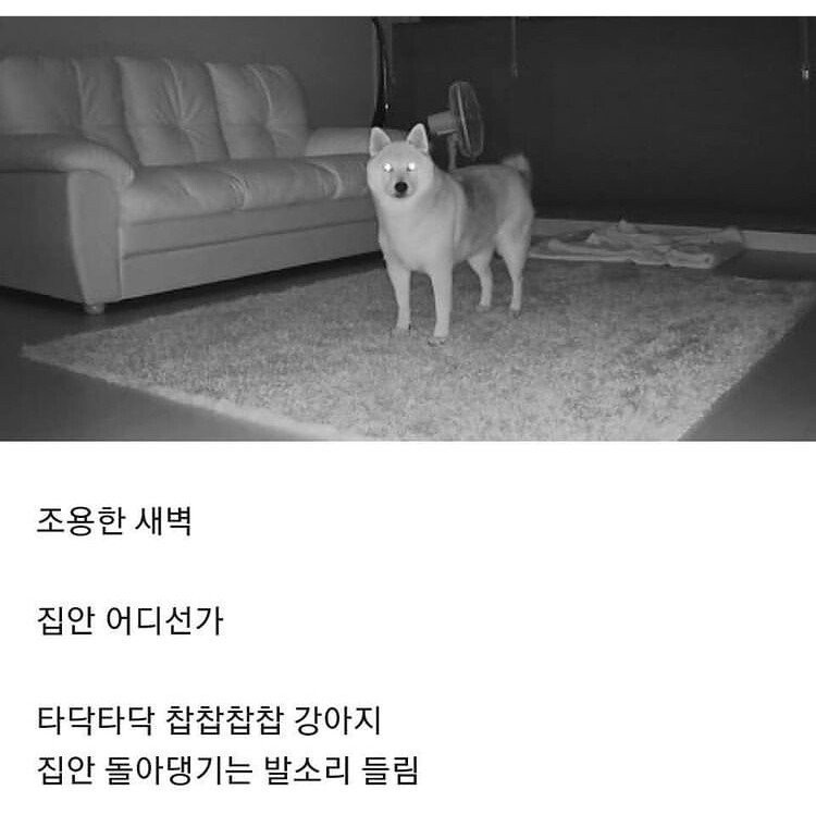 강아지 키우는 집 공감 ㅋㅋㅋㅋ