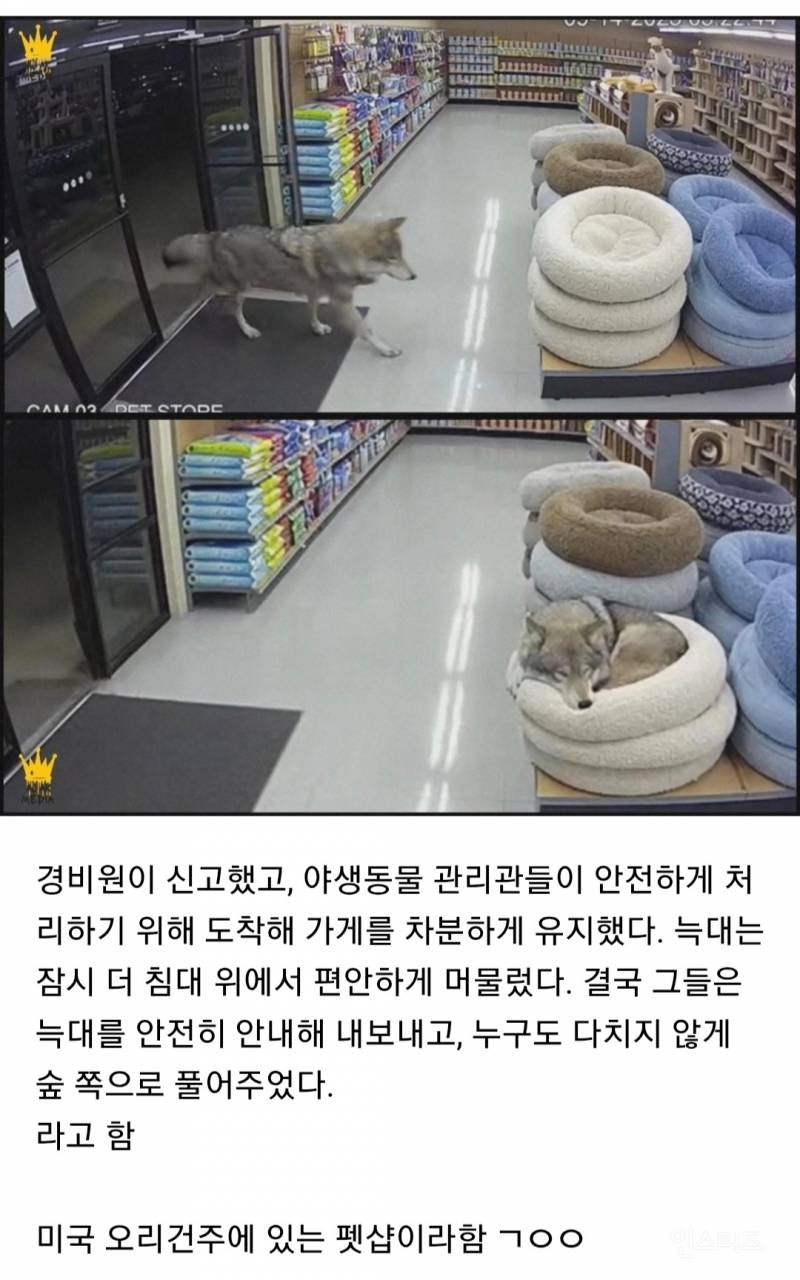 잠깐 쉬어가고 싶었던 야생 늑대