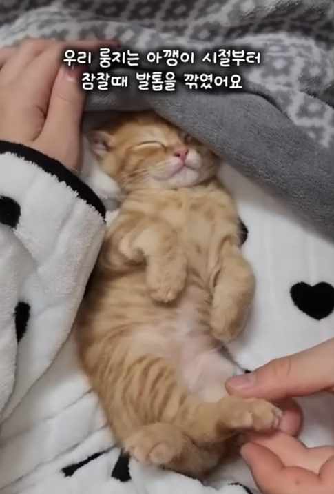 고양이 애기 때부터 자는 동안에 발톱을 깎아주면 커서