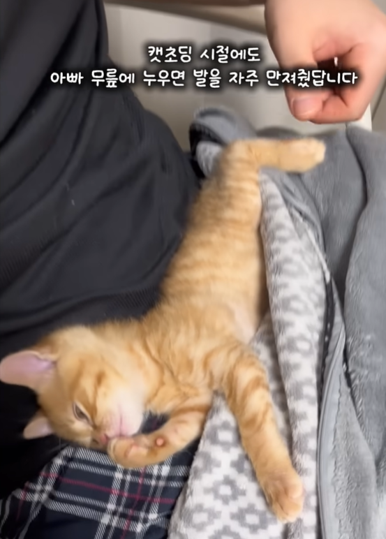 고양이 애기 때부터 자는 동안에 발톱을 깎아주면 커서-2
