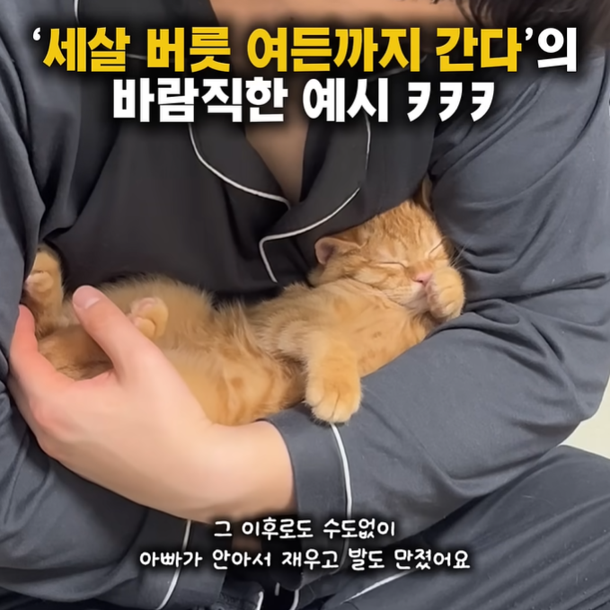 고양이 애기 때부터 자는 동안에 발톱을 깎아주면 커서-3