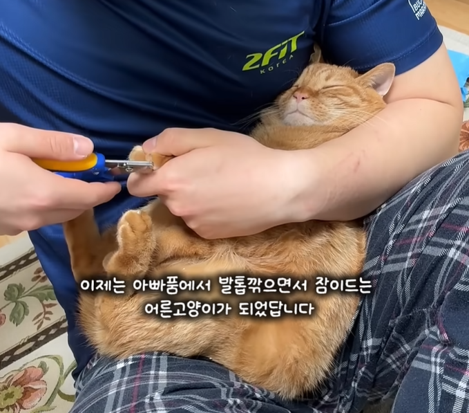 고양이 애기 때부터 자는 동안에 발톱을 깎아주면 커서-4