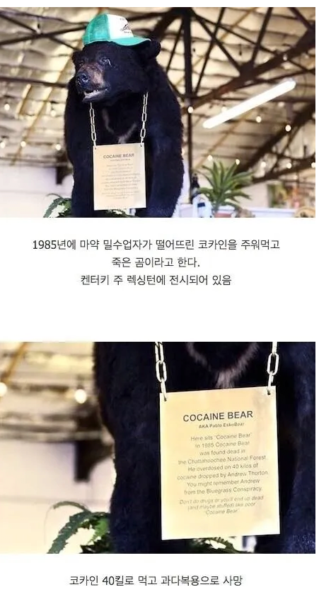 코카인 40kg를 주워먹은 곰의 최후 ㄷㄷ.jpg