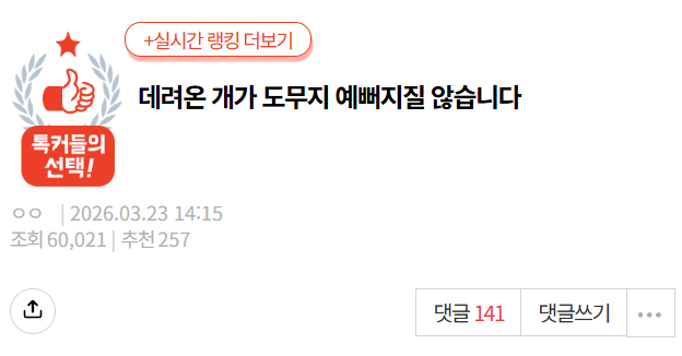 [네이트판] 데려온 개가 도무지 예뻐지질 않습니다