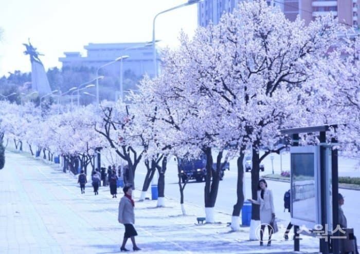 북한에 벚꽃나무 대신 많이 보이는 나무-3