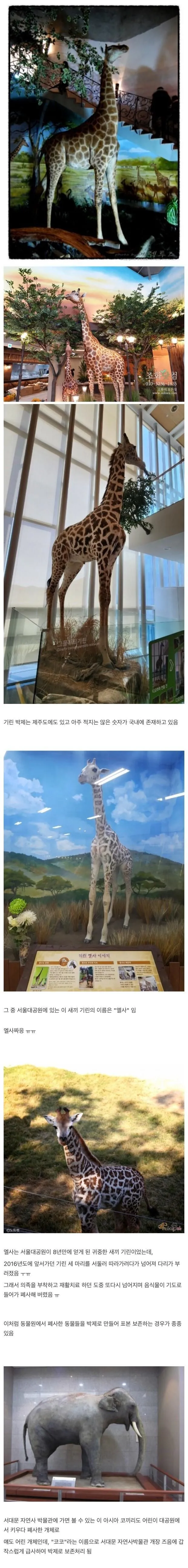 국내에서 소멸되고 있다는 박제 기술