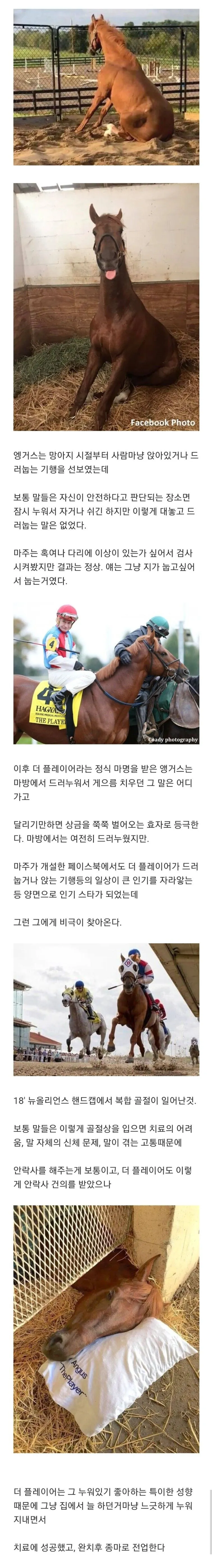 골절상을 당한 말의 최후 