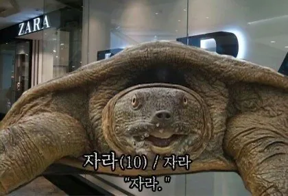 오늘자 한강에 나타난 동물-7