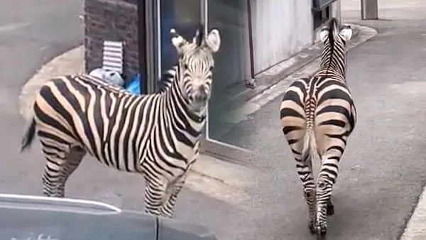 ??? : 늑구야... 절대 잡히지 마라... 