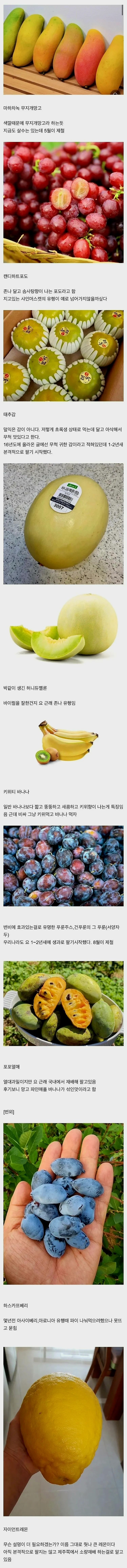 요즘들어 만들어 졌다는 신상 과일들