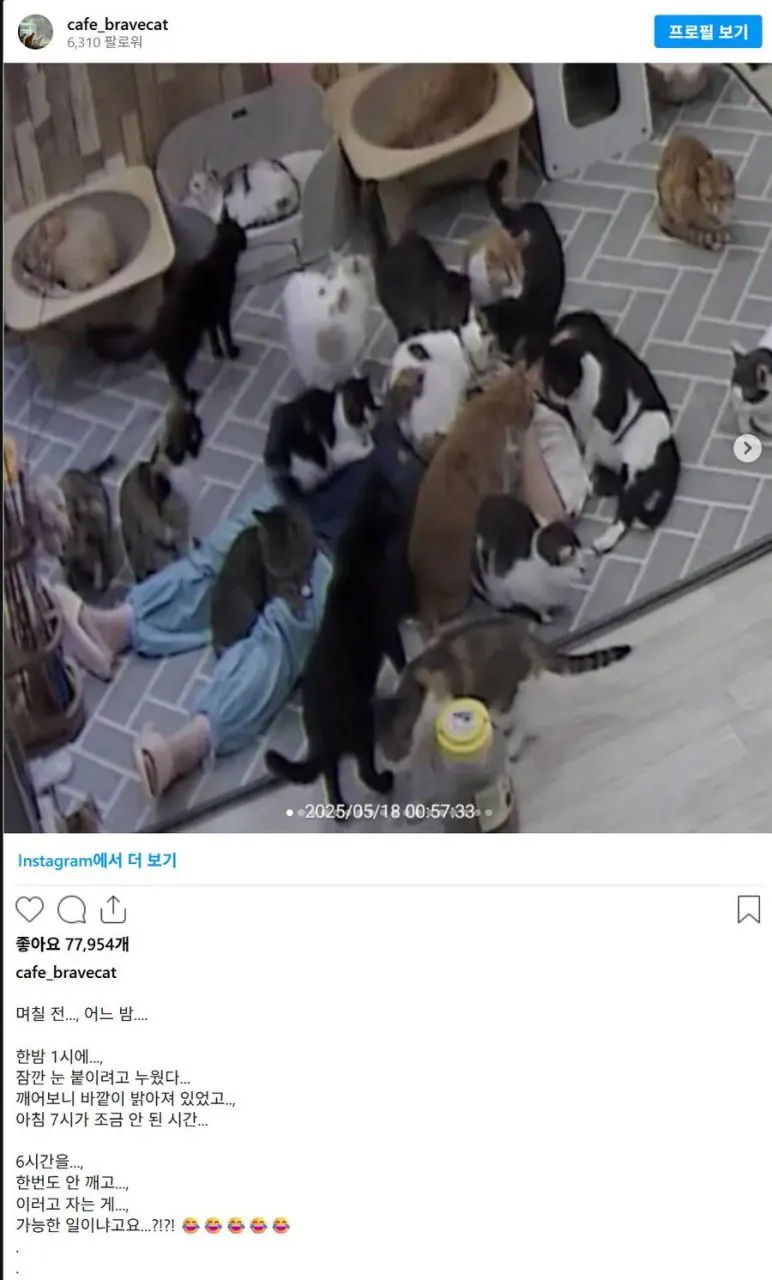 고양이 쉼터에서 무려 6시간 주무신 분 -2
