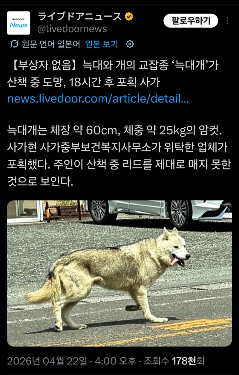 일본 사가현에서도 늑구 탈출사건 발생 
