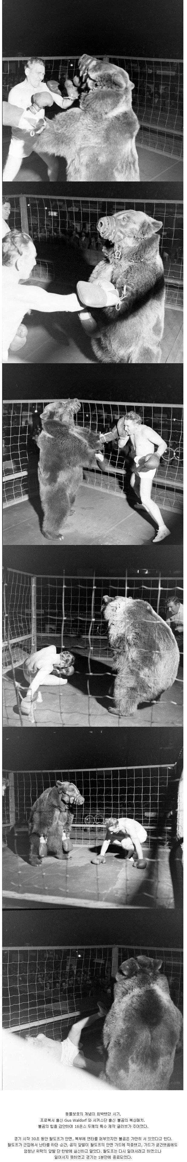 곰 VS 인간 복싱 대결