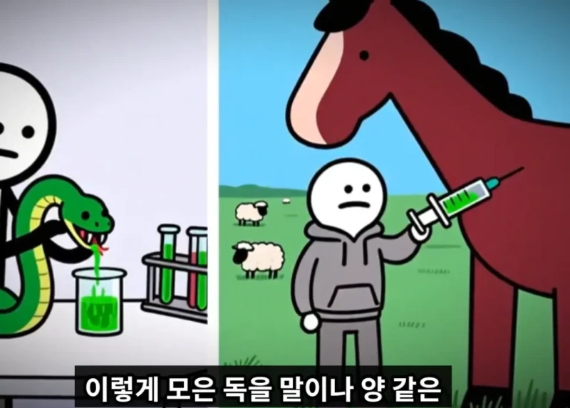 매년 뱀독으로 전세계 수만명이상 사람이 사망하는 이유 -4