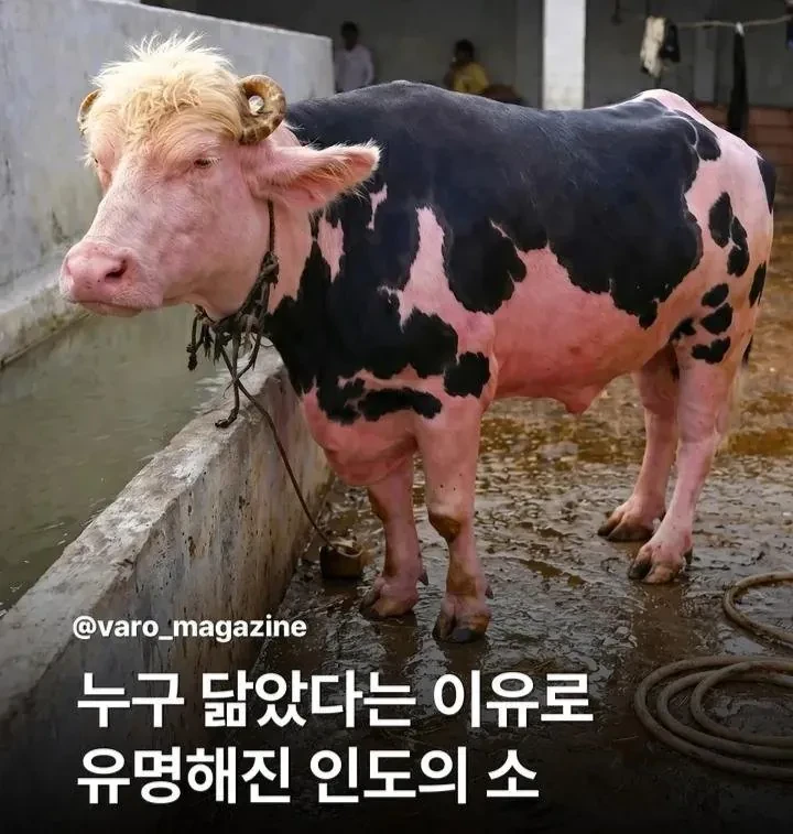 누구를 닮은 인도의 소