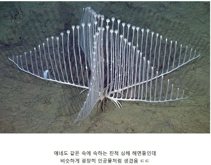 한때 음모론까지 돈 심해의 안테나-2