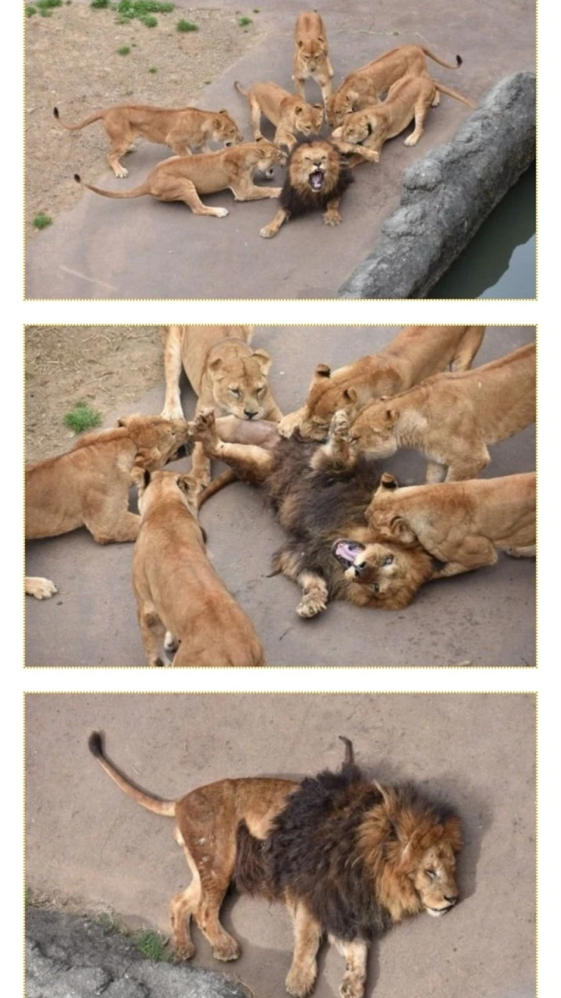 암사자 6마리에게 당한 숫사자 1마리 ㄷㄷㄷ