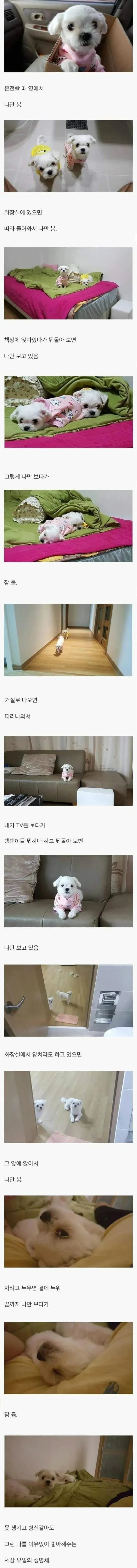 나만 바라봐 준다는 생명체 
