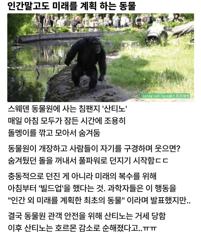미래를 계획 하는 동물