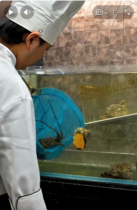 일본 33만원 철판 오마카세 영상 댓글 반응 별로였던 이유