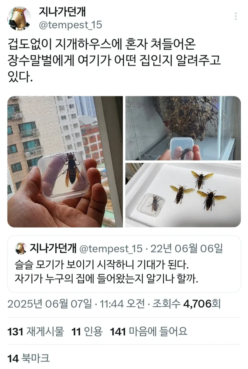 아파트에 무단 침입한 장수말벌의 최후