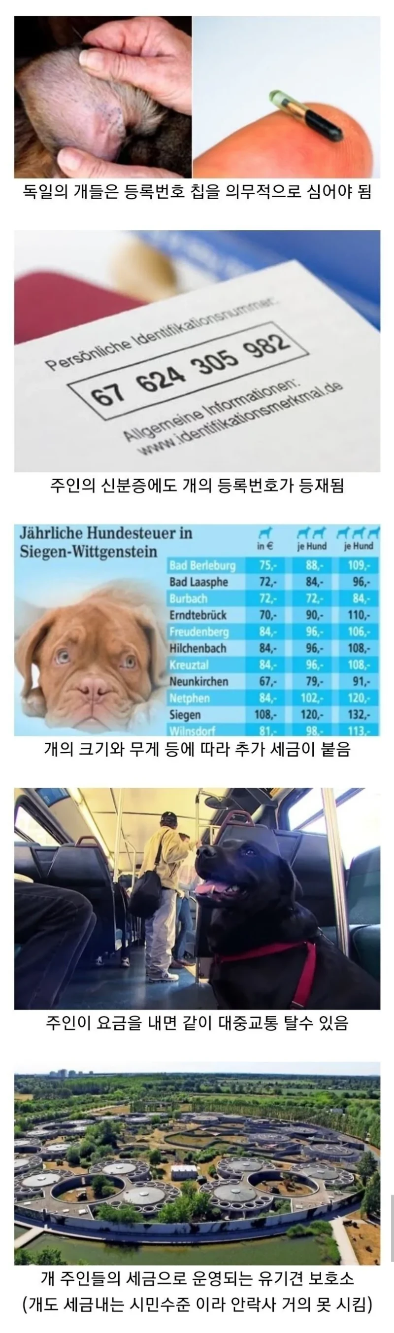 개도 세금을 내는 나라