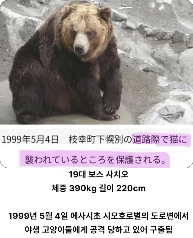 충격적인 일본 곰목장의 곰 프로필
