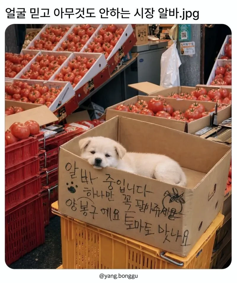 얼굴 믿고 아무것도 안하는 시장 알바