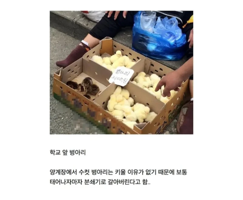 알고보니 동물복지였던 문화