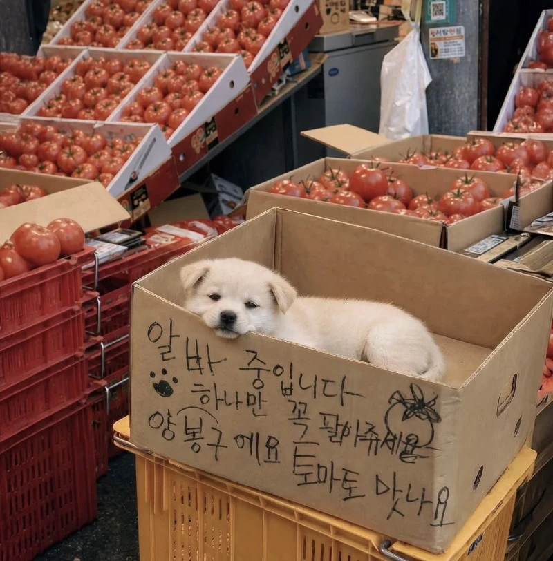 얼굴 믿고 아무것도 안 하는 시장 알바