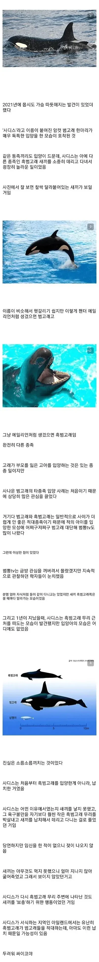 암컷 범고래가 다른 종족 고래를 입양한 이유 