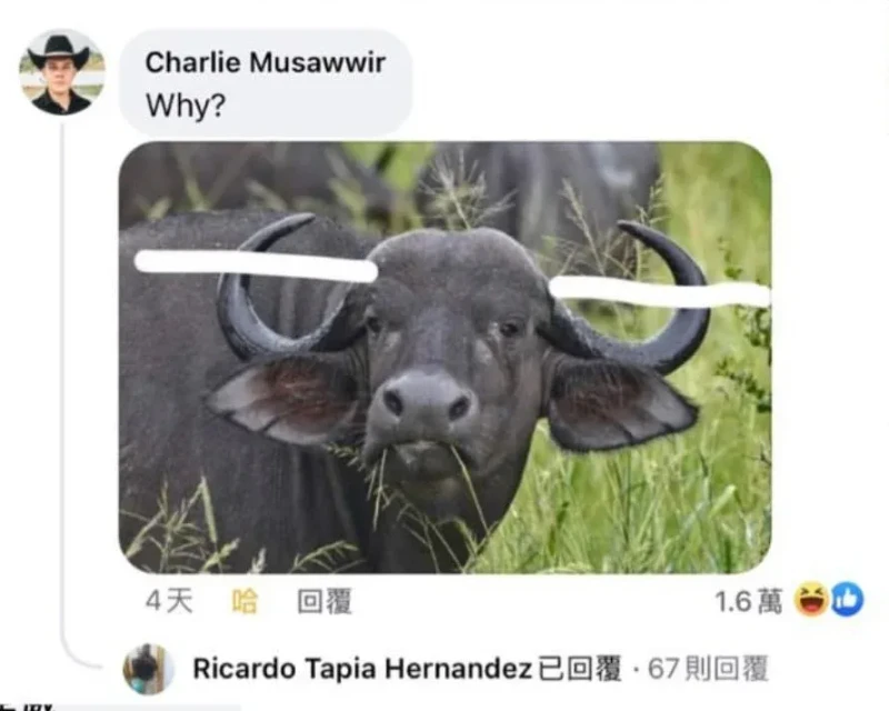 외국에서 유행했던 Why 밈-6