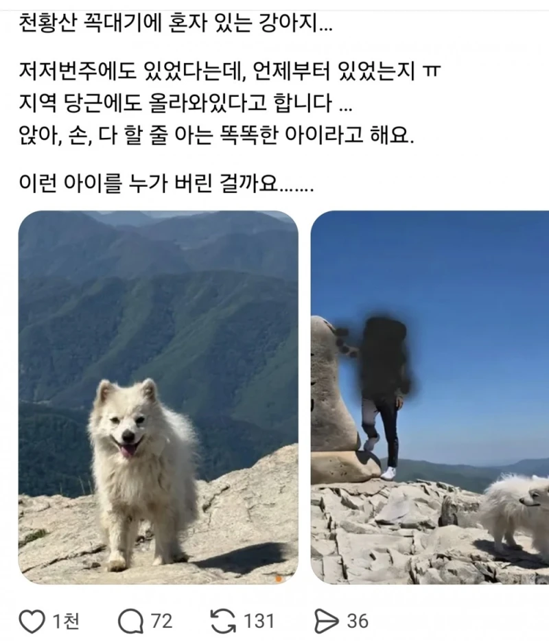 천황산 꼭대기에 강아지 혼자 있다고함