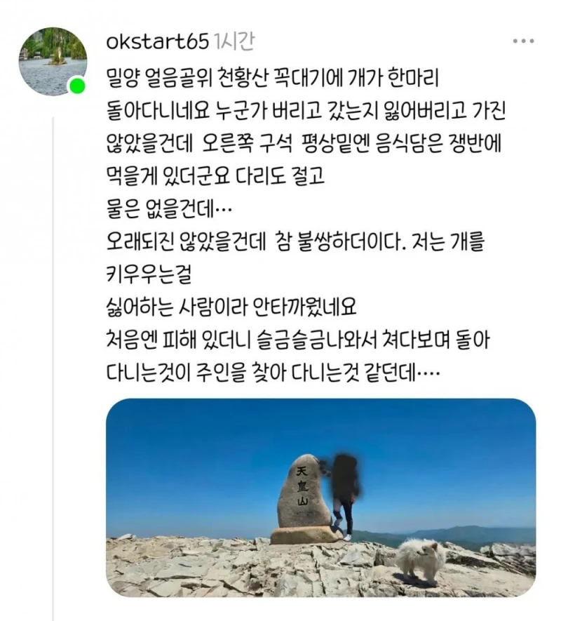 천황산 꼭대기에 강아지 혼자 있다고함-3