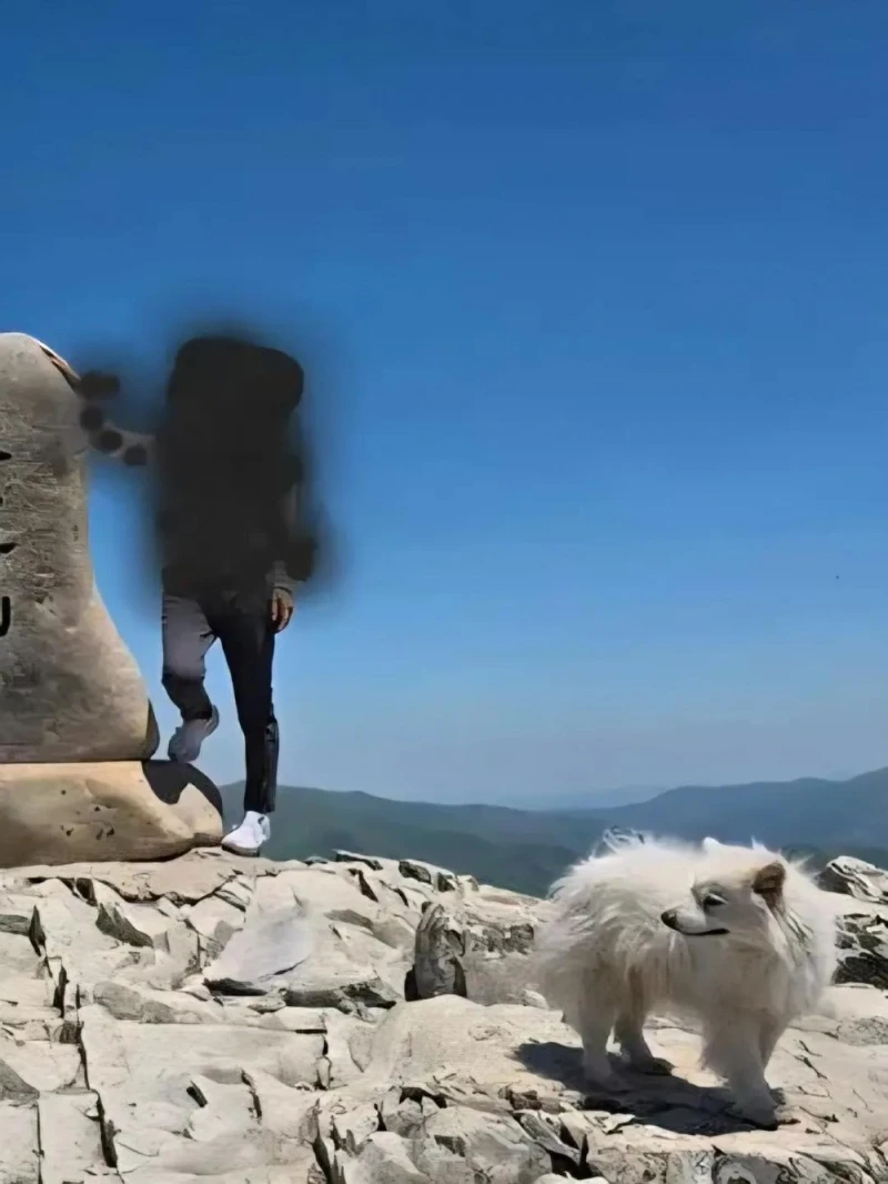 천황산 꼭대기에 강아지 혼자 있다고함-4