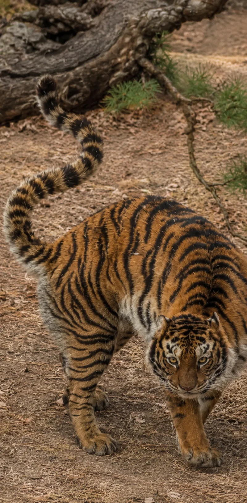 AI로 실사화한 조선시대 풍속화 -15