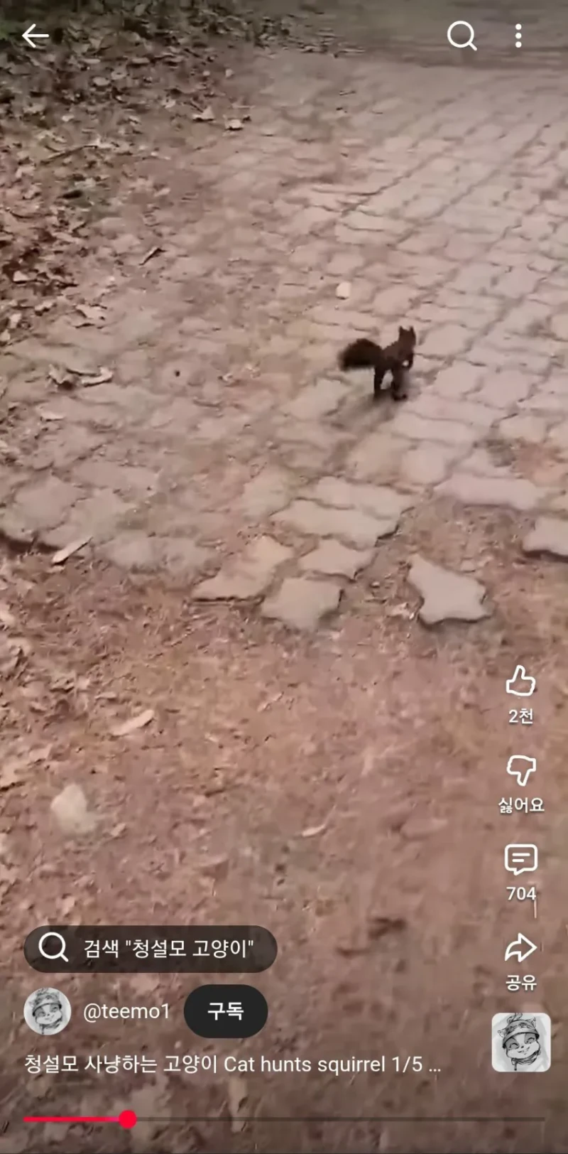 요즘 다람이랑 청설모가 잘안보이는 이유 