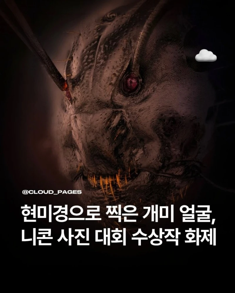 현미경으로 찍은 개미 얼굴 ㄷㄷ
