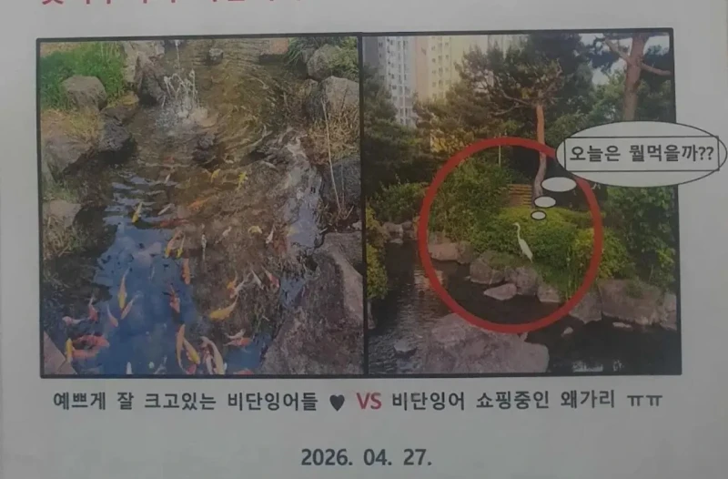개꿀 파밍지 찾은 왜가리 ㅋㅋㅋ-2