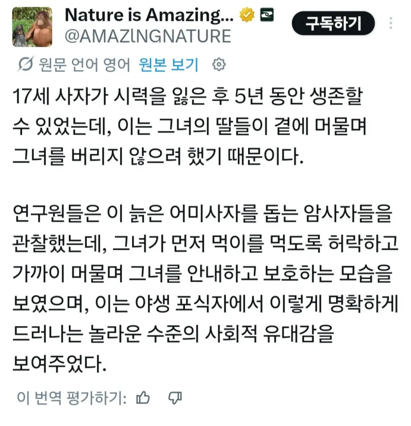 17세에 시력을 잃어버린 늙은 암사자의 생존 비결