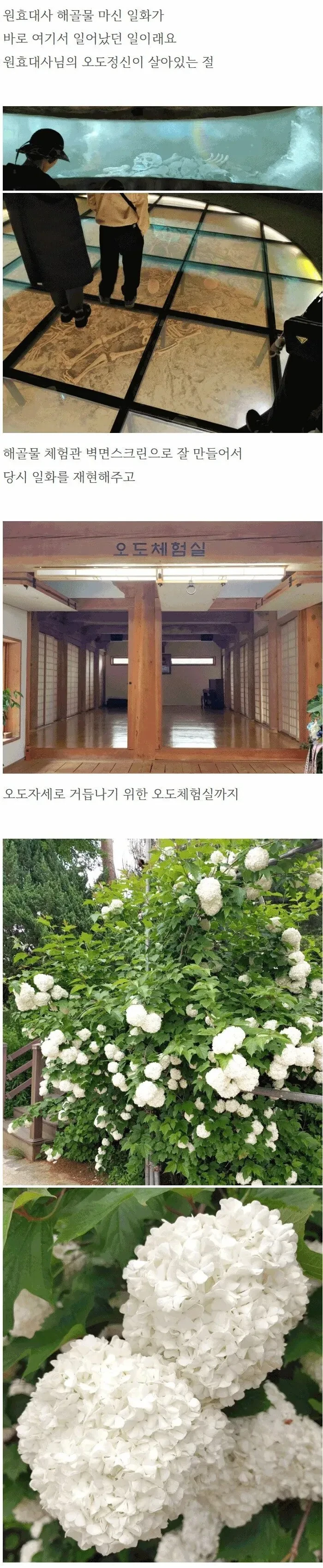 석가탄신일에 절가서 비빔밥 얻어먹은 사람-3