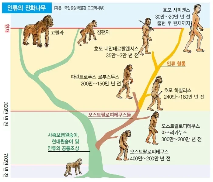 요즘 교과서에서 사라진 인류 진화 그림-4