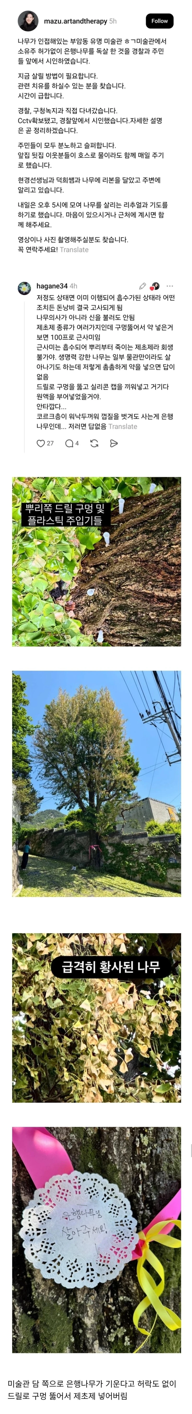 현재 난리난 부암동 유명 미술관 은행나무 제초제 사건