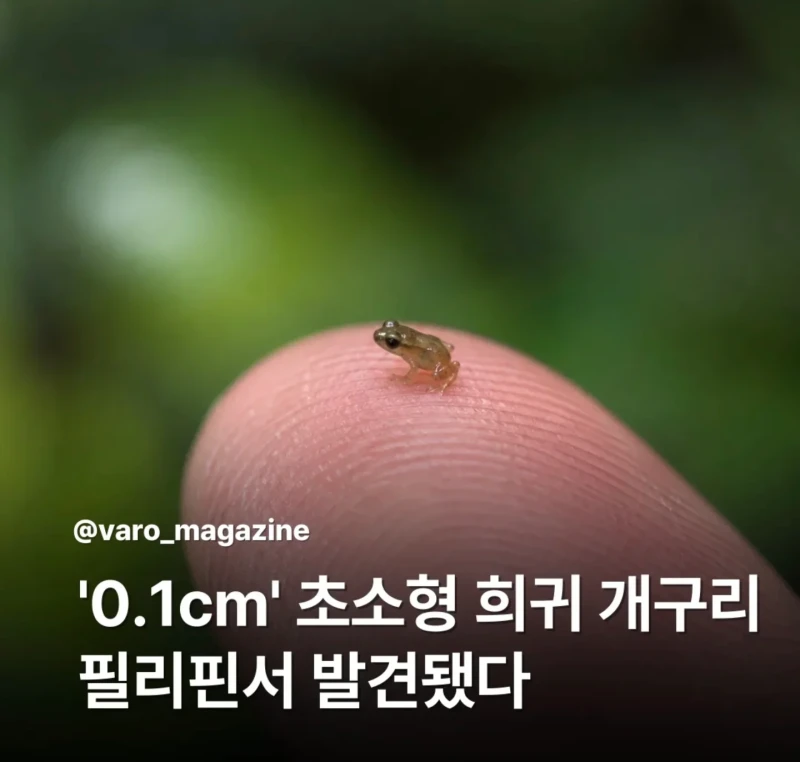 필리핀서 0.1cm 개구리 발견