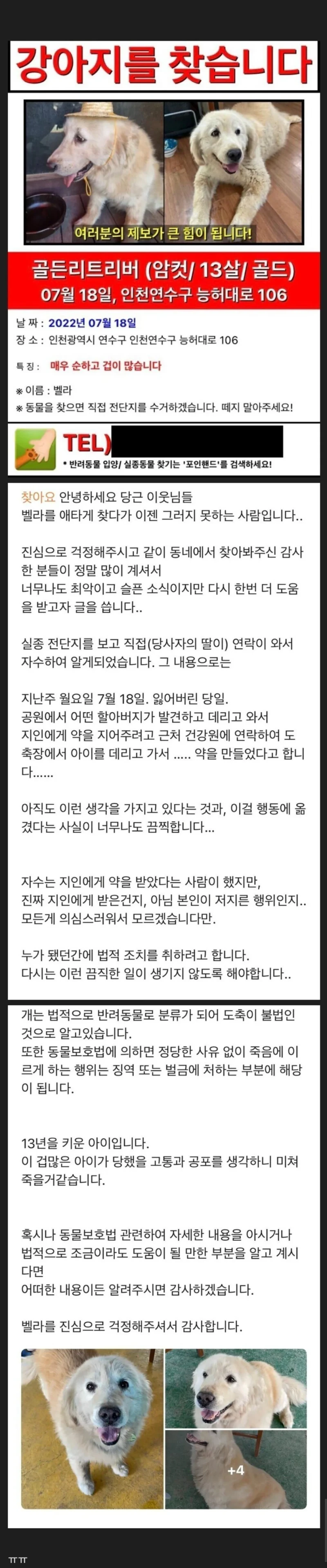 당근 실종 골든리트리버 최악의 결말 